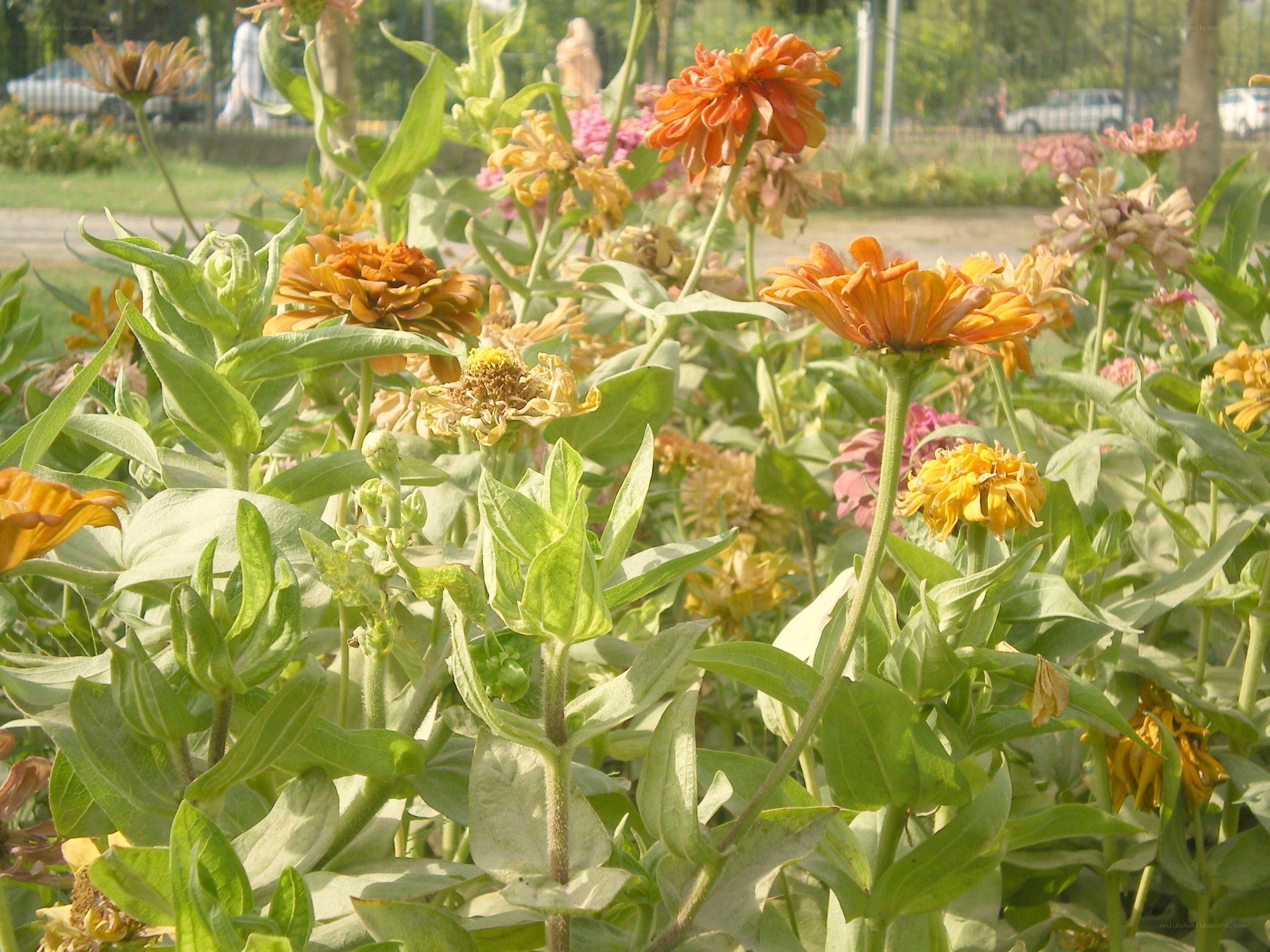Zinnia flowers in a park