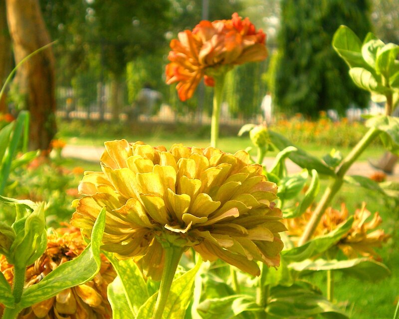 Zinnia flowers in a sunny garden
