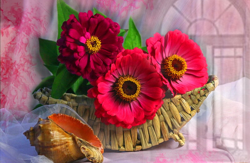 Zinnia Flowers in Basket — Red, Serene