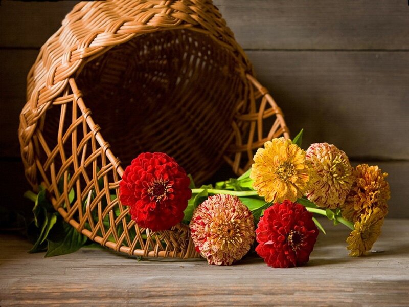 Zinnia Flowers in Basket — Red