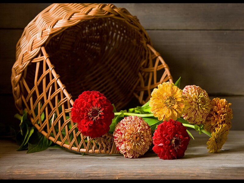 Zinnia Flowers in Basket