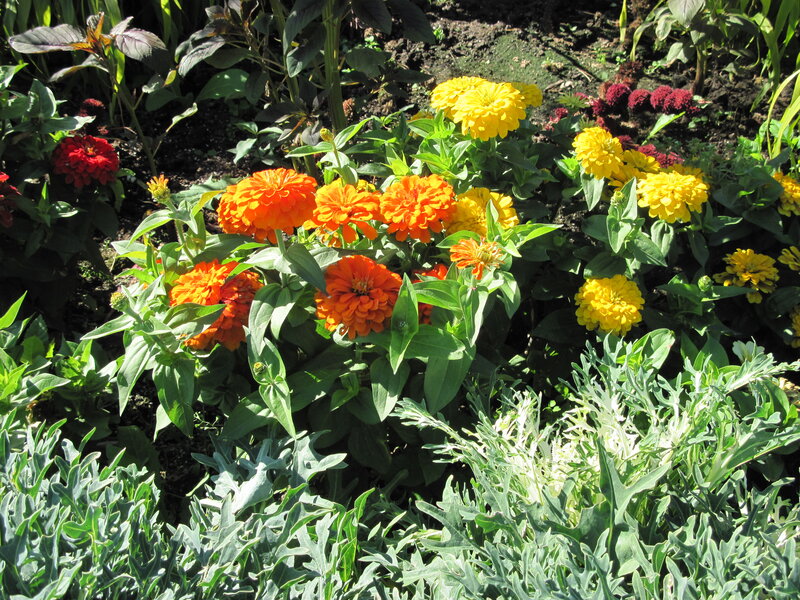 Zinnia Flowers in Garden — Orange, Bright