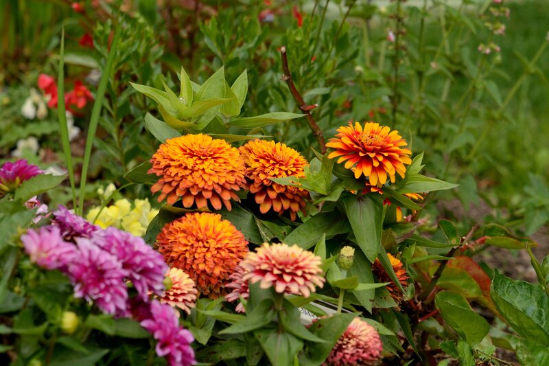 Zinnia Flowers in Garden — Orange, Calm