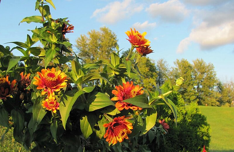 Zinnia Flowers in Garden — Orange