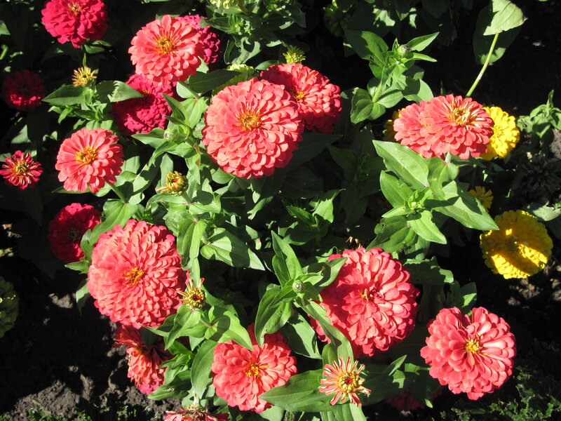 Zinnia Flowers in Garden — Pink, Bright