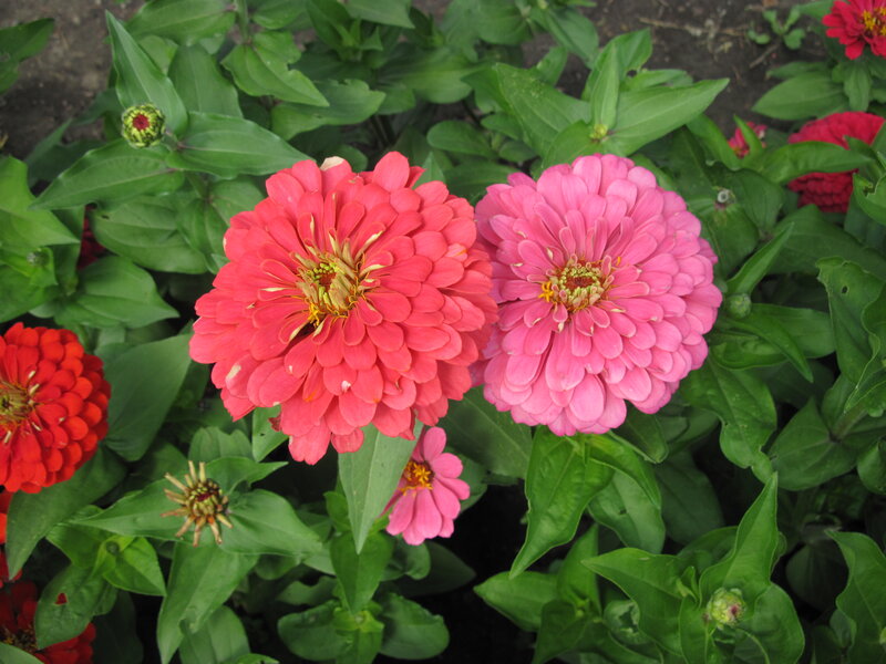 Zinnia Flowers in Garden — Pink, Calm