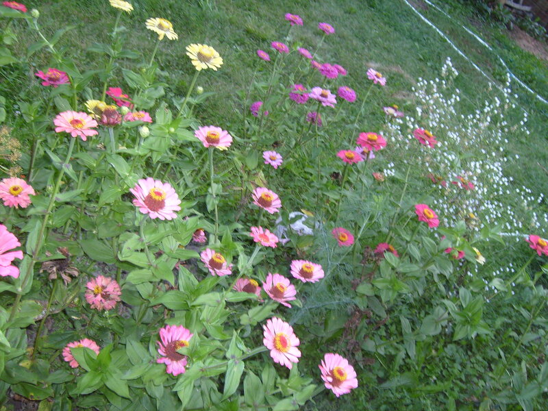Zinnia Flowers in Garden — Pink