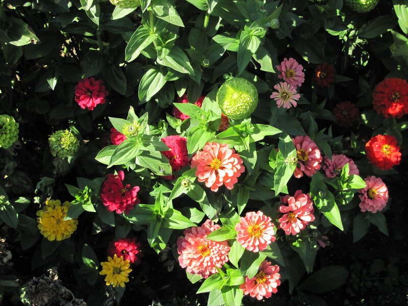 Zinnia Flowers in Garden — Pink, Vibrant, Afternoon