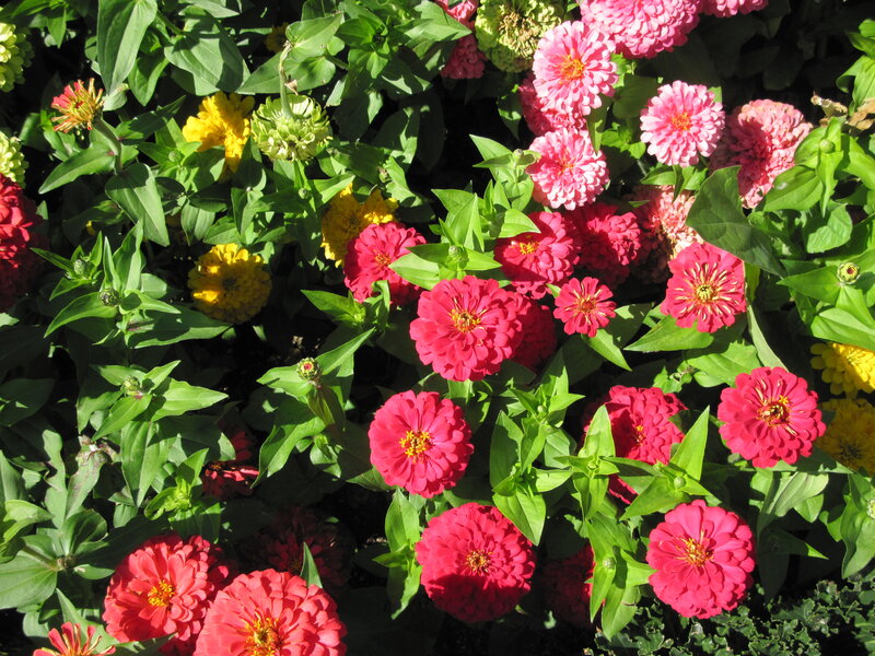 Zinnia Flowers in Garden — Pink, Vibrant