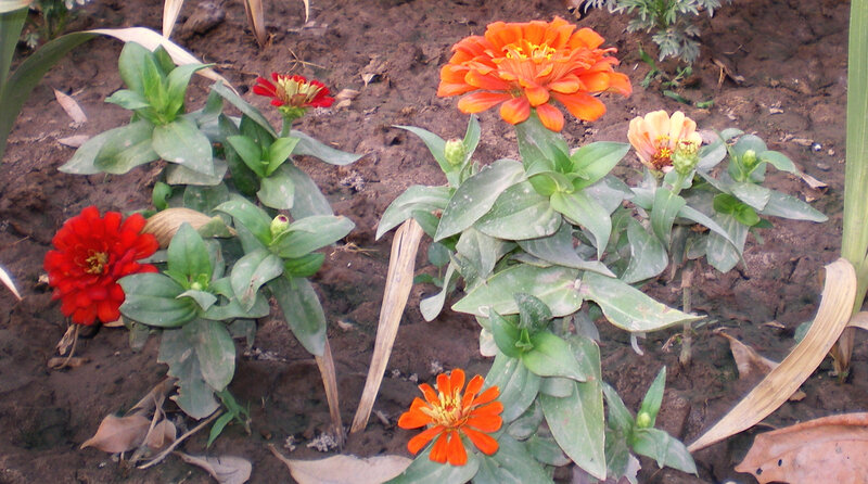 Zinnia flowers in garden