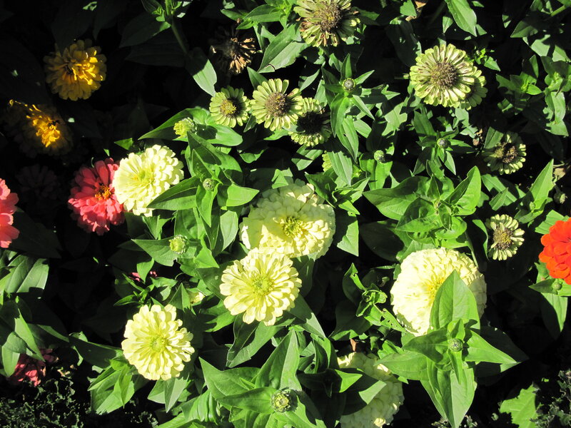 Zinnia Flowers in Garden — Yellow