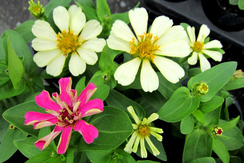 Zinnia Flowers in Pots