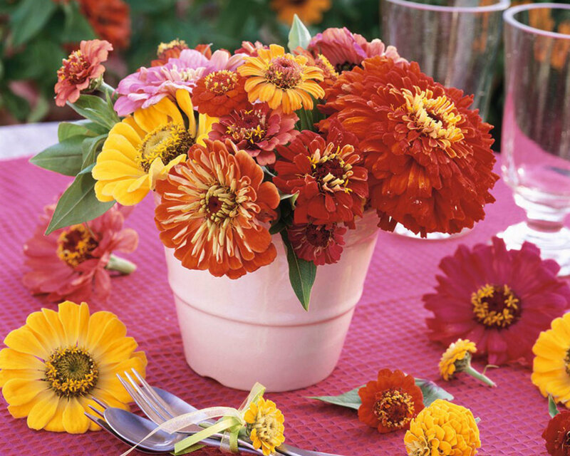 Zinnia Flowers in Vase — Red
