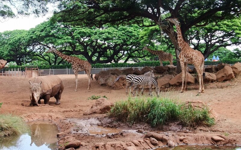 Zoo animals in natural habitat