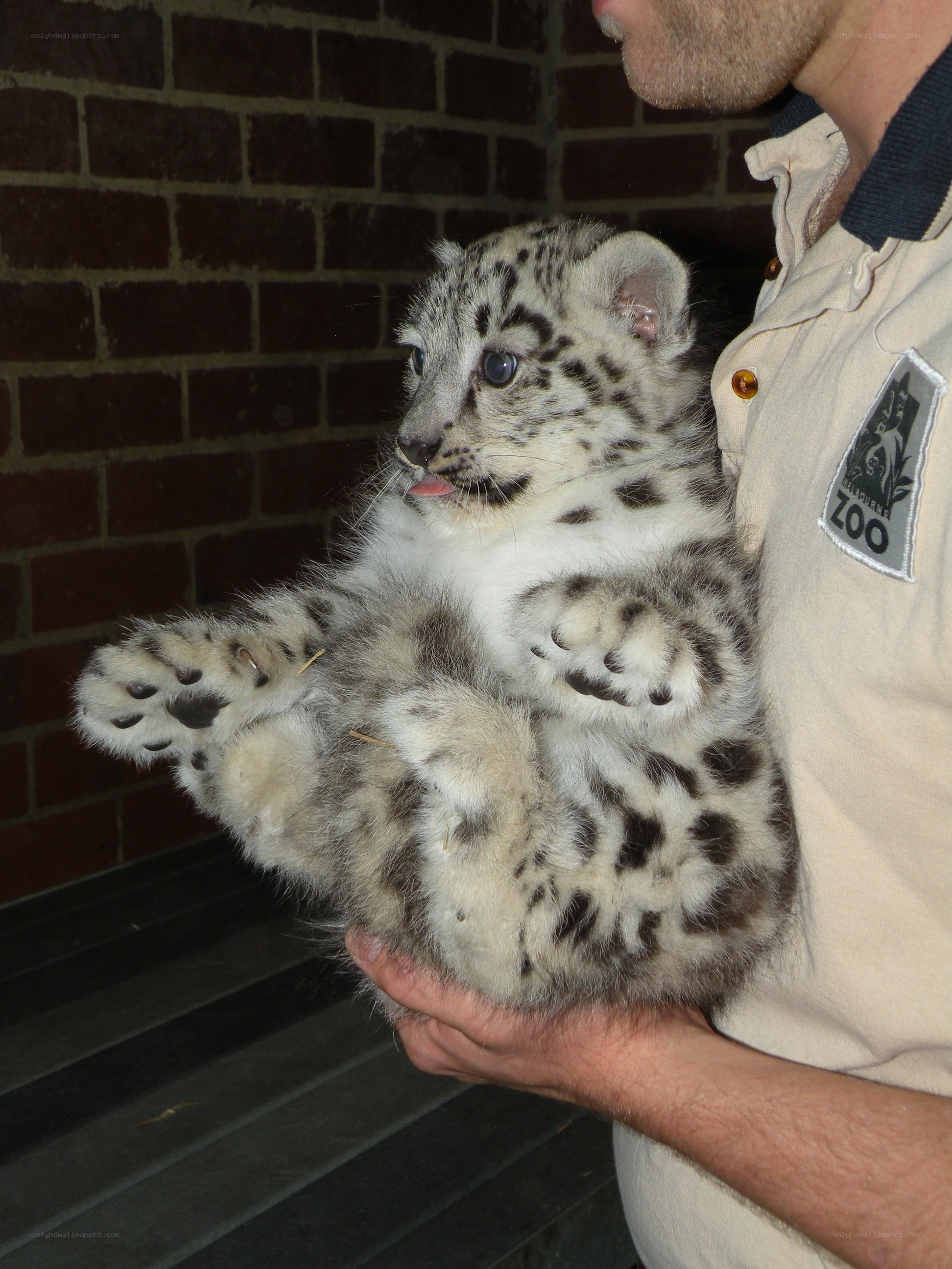 Zoo keeper holding snow leopard cub