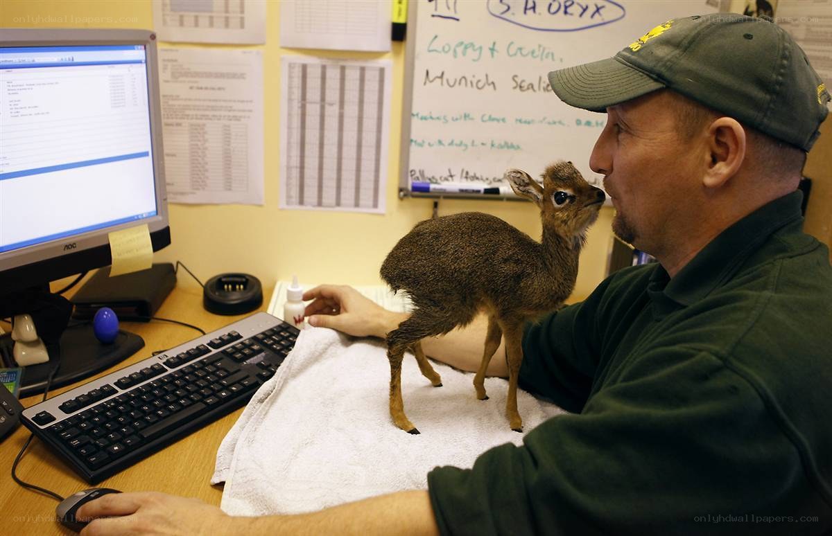 Zookeeper with baby antelope