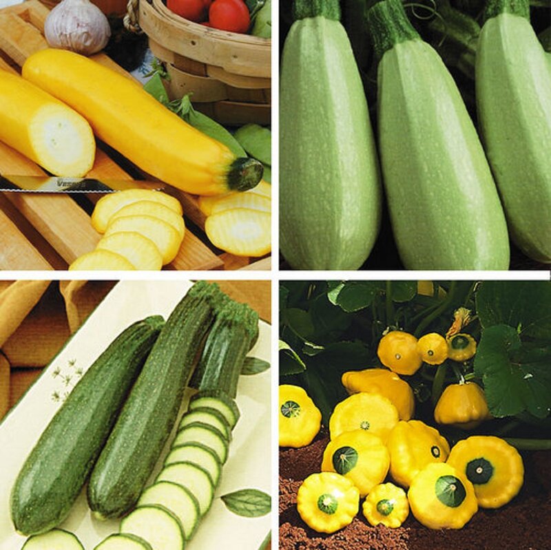 Zucchini and Squash Varieties